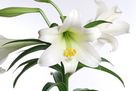 Easter Lily